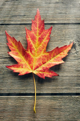 Obraz premium Autumn maple leaf over wooden background