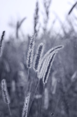 Meadow at sunset, vintage monochrome look
