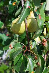 leaves of the plant disease © rm211171