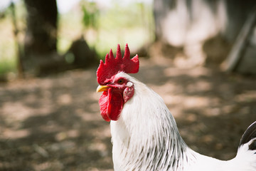 Head of a white cock