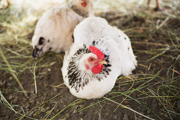 Hen