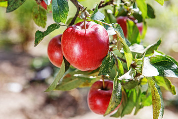 Ripe sweet apple fruits growing on a apple tree branch