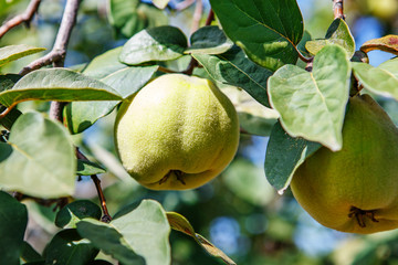 Ripening sweet quince fruits growing on a quince tree branch