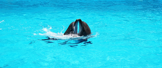 Two dolphins playing together in a clear azure pool water