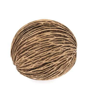 Cerbera dry fruit on white background