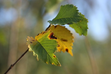 Beginnende Herbstfärbung