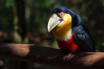 Toucan / National park Iguazu, Brazil