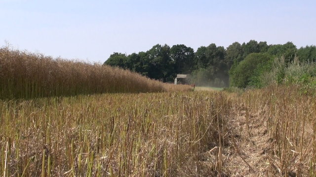Combine harvester harvesting ripe rape-seed in the fields