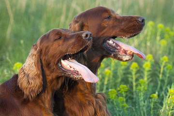 Panting dogs in Summer