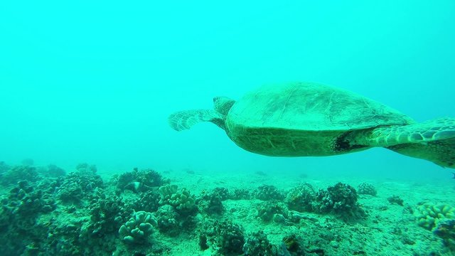 Turtle swimming in blue water and coral