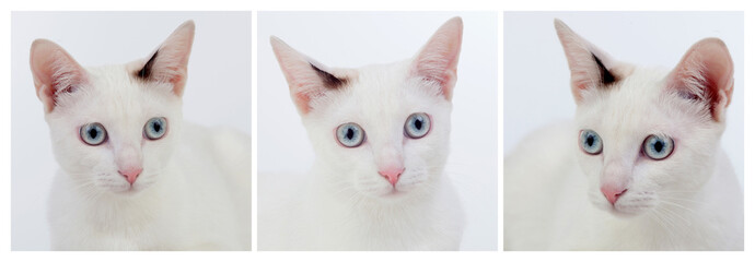 Photo´s sequence of beautiful white cat