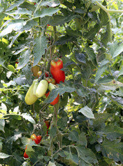tomatoes grown in a greenhouse at a controlled temperature