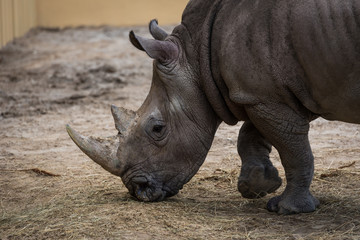 Naklejka premium Strong rhino