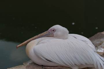 White pelican