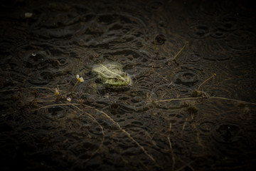 Frog under rain