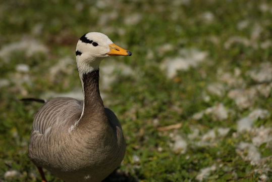 Goose on the grass