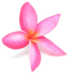 frangipani