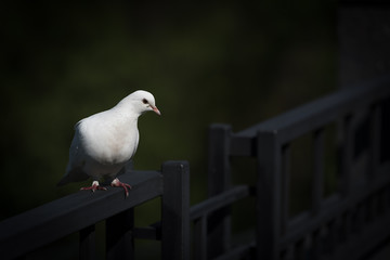 White dove