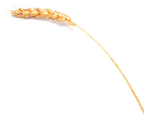 wheat ear