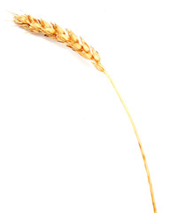 wheat ear