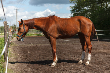 Horse on paddock