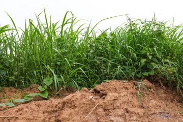 Weeds with dry soil