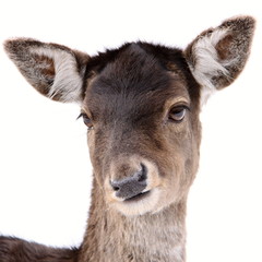 Young deer portrait
