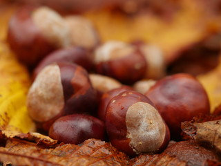 conkers outside leaf