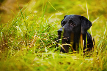 Black Labrador hiding in the grass