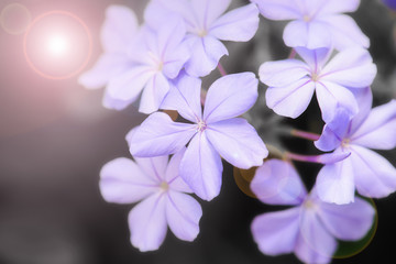 beautiful purple flowers with lens flare