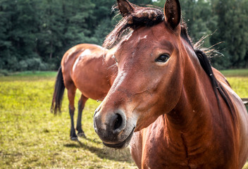 Portrait of a brown horse close-up