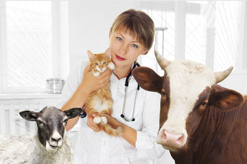 veterinarian and pets