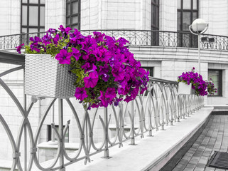 Fototapeta na wymiar Street flowers. Color accents.
