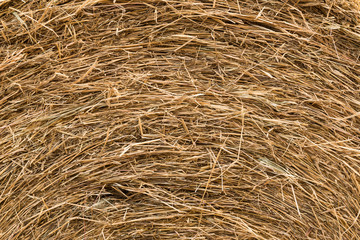 background and texture of dry straw