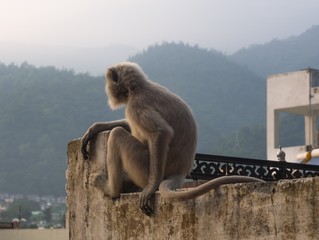 Sitting Black langur monkey