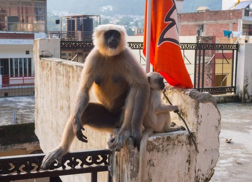Female black langur with calf