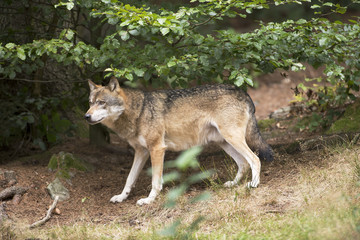 Fototapeta premium Wolf am Waldrand