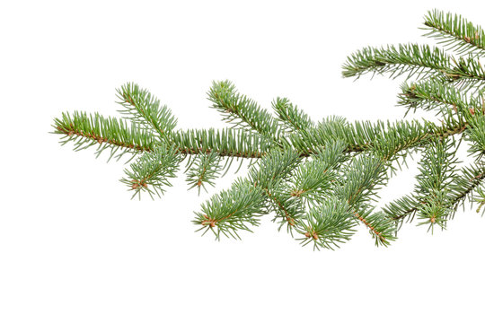 green fir branch isolated on white