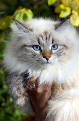 Siberian nevsky cat