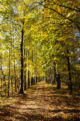 Autumn alley