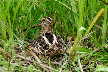 Snipe in the nest