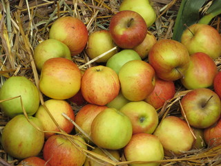 Äpfel in Korb Apfelernte