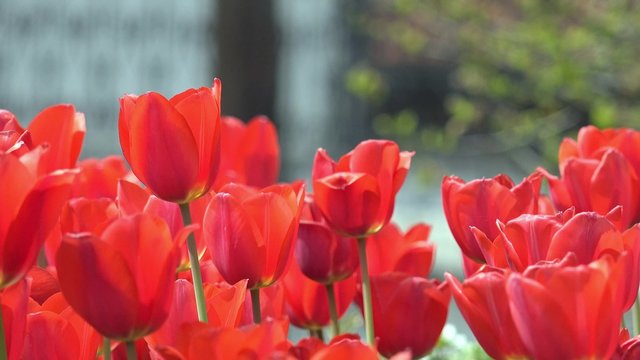 4k Multi red coloured tulips on nature background, UHD stock video
