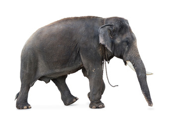 Fototapeta na wymiar Elephant walking on a white background