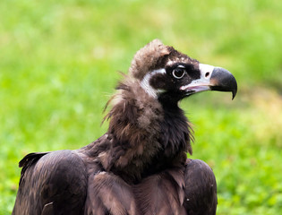 Vulture