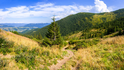 The road in the Carpathians