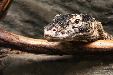 Monitor lizard