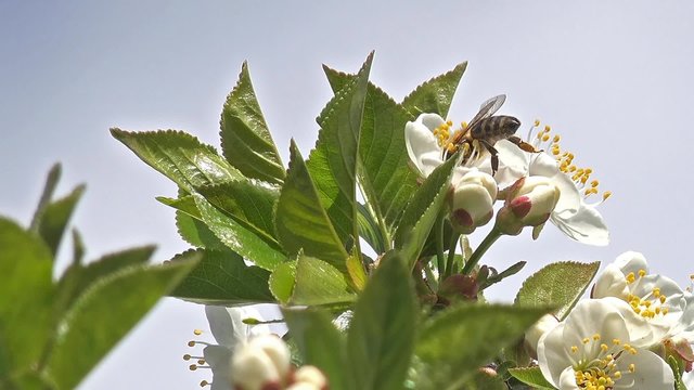 4K Bee flowering cherry in spring on a sunny day, closeup. UHD stock video