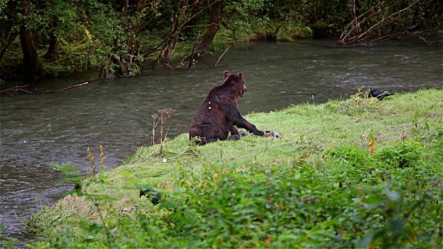 Grizzly bear eating his lunch, Alaska,USA