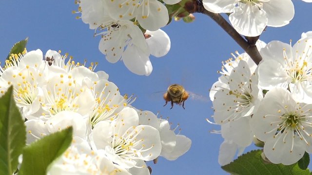 4K Bee flowering cherry in spring on a sunny day, closeup. UHD stock video